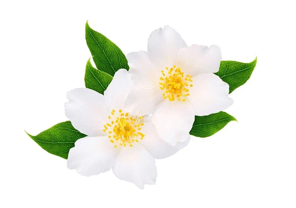 White Jasmine Tree Seeds - 25+ Jasminum polyanthemum Fragrant White Flowers Easy to Grow