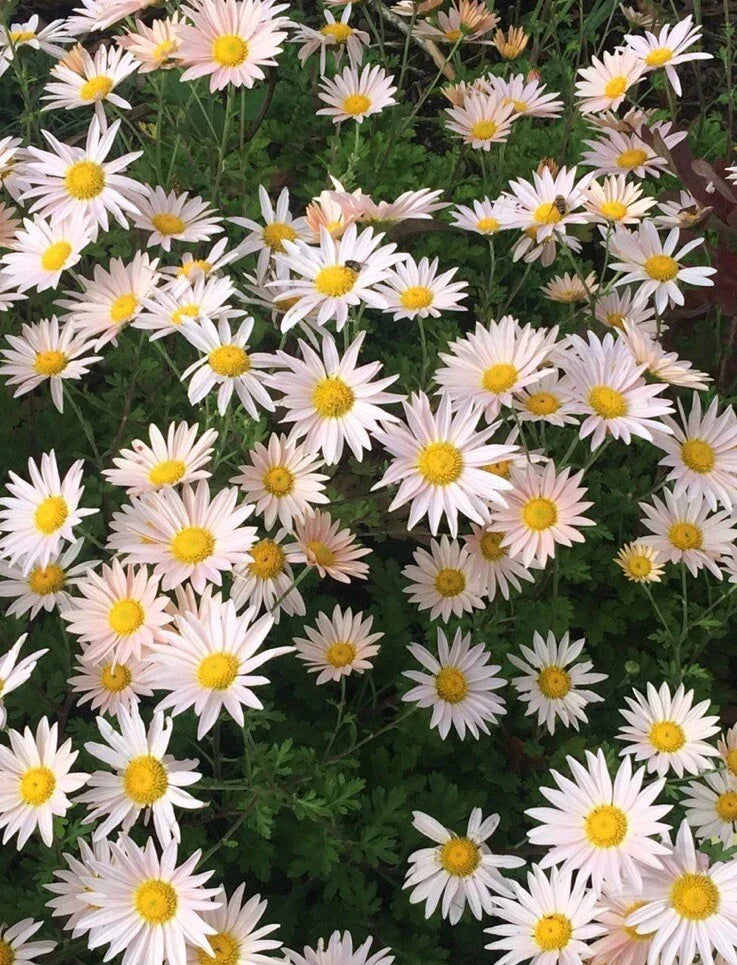 Pink Ryans Mums Live Plants - 12 Roots Chrysanthemum morifolium Pink Flowers Perennial