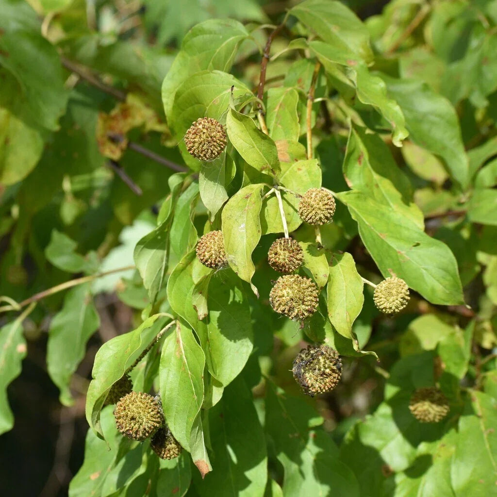Buttonbush Seeds 100+ Count | Native Wetland Plant Seeds | Cephalanthus occidentalis | Non-GMO, Butterfly & Pollinator Attracting