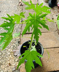 Organic Dwarf Papaya Plants 10" - Solo Hawaiian Carica papaya Tropical Fruit Trees - Live Plants (2 Pack)