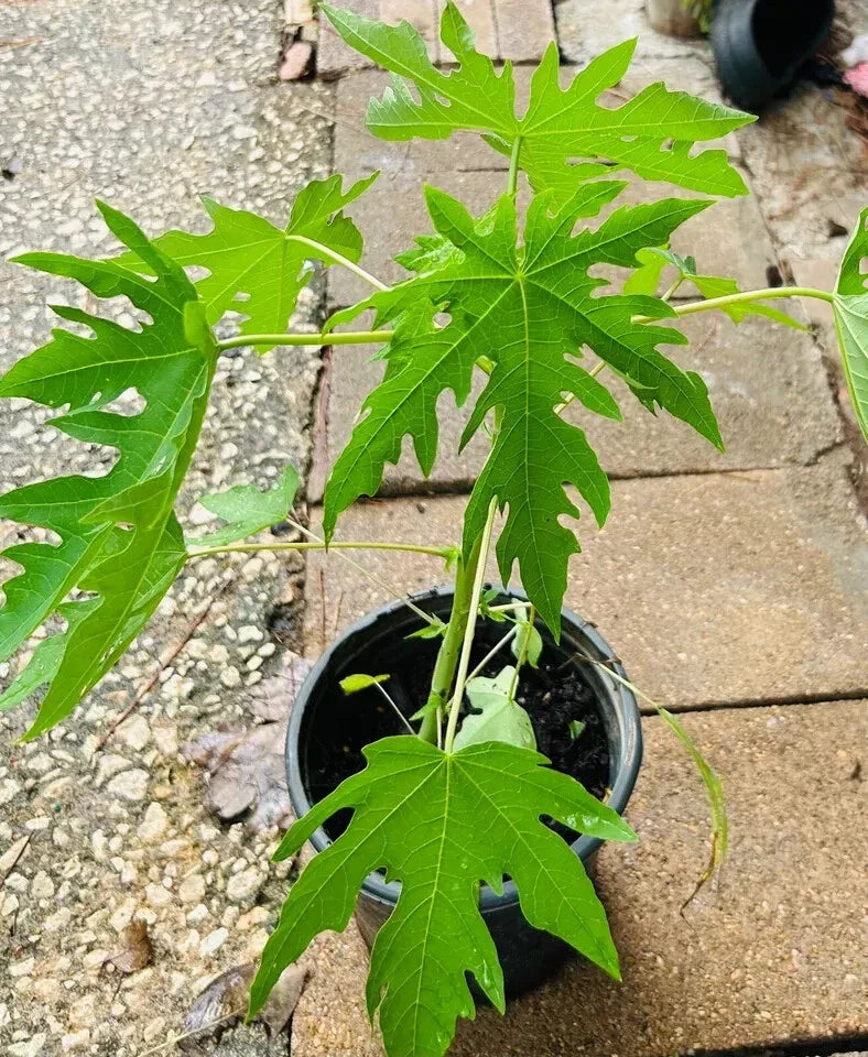 Organic Dwarf Papaya Plants 10" - Solo Hawaiian Carica papaya Tropical Fruit Trees - Live Plants (2 Pack)