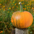 Organic Sugar Pie Pumpkin Seeds - Heirloom Cucurbita pepo, USA Grown, Non-GMO, Fall Decoration & Baking Seeds, 10 Pack
