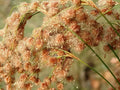 Wool Grass Seeds 1000 Count - Native Pond Water Plant - Scirpus cyperinus - Wetland Garden, Pond Edge, Wildlife Attracting