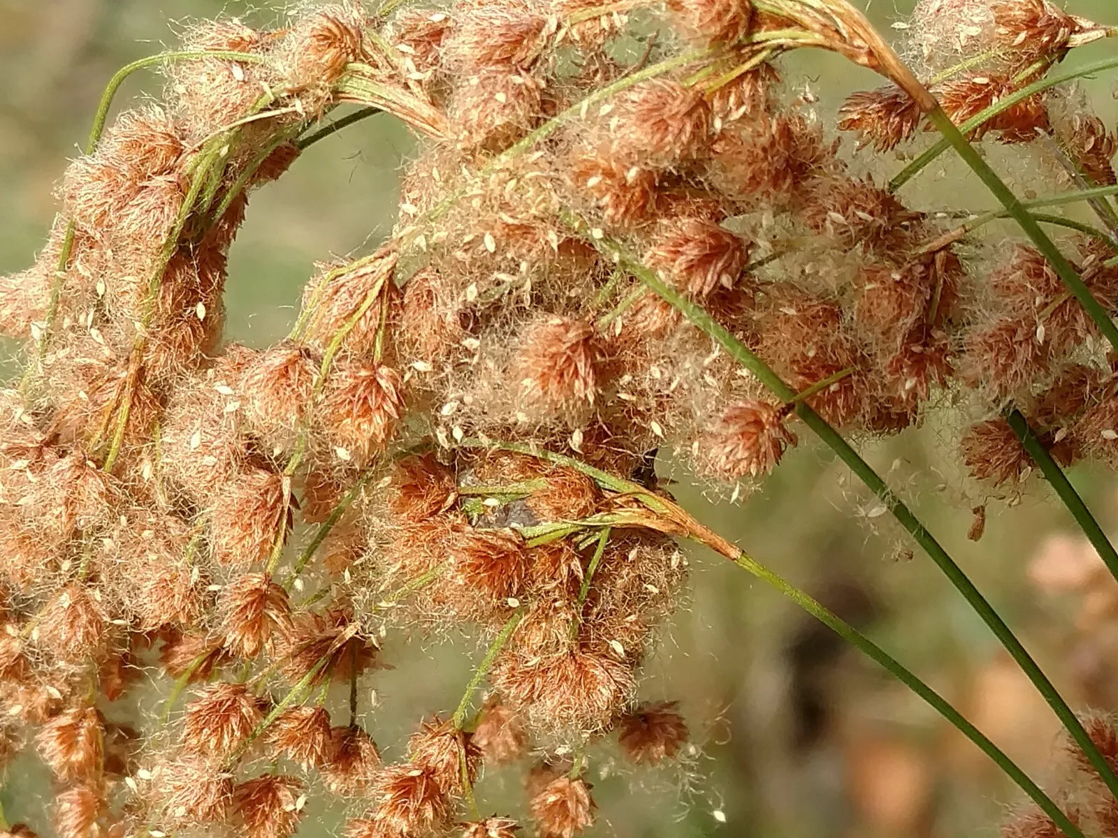 Wool Grass Seeds 1000 Count - Native Pond Water Plant - Scirpus cyperinus - Wetland Garden, Pond Edge, Wildlife Attracting