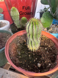 African Milk Barrel Plant - Euphorbia Polygona Rooted Starts - Unique Succulent for Home & Garden