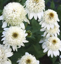 50 Milkshake Coneflower Seeds - Echinacea purpurea Perennial Flower Seeds - Vibrant Pink Blooms for Garden, Pollinator Attractant
