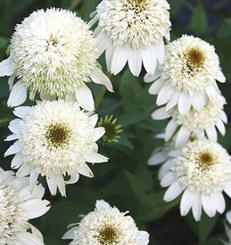 50 Milkshake Coneflower Seeds - Echinacea purpurea Perennial Flower Seeds - Vibrant Pink Blooms for Garden, Pollinator Attractant
