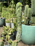 Echinopsis Bruce’s Dragon 11” Pup Cutting - Unique Indoor/Outdoor Cactus