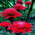 Red Torch Ginger Seeds - Etlingera elatior - Tropical Garden Flower - Exotic Plant for Borders & Focal Points