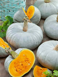 Blue Prince Pumpkin Seeds - Non-GMO Cucurbita pepo for Planting, Large Vining Pumpkins, Garden, 25 Seeds