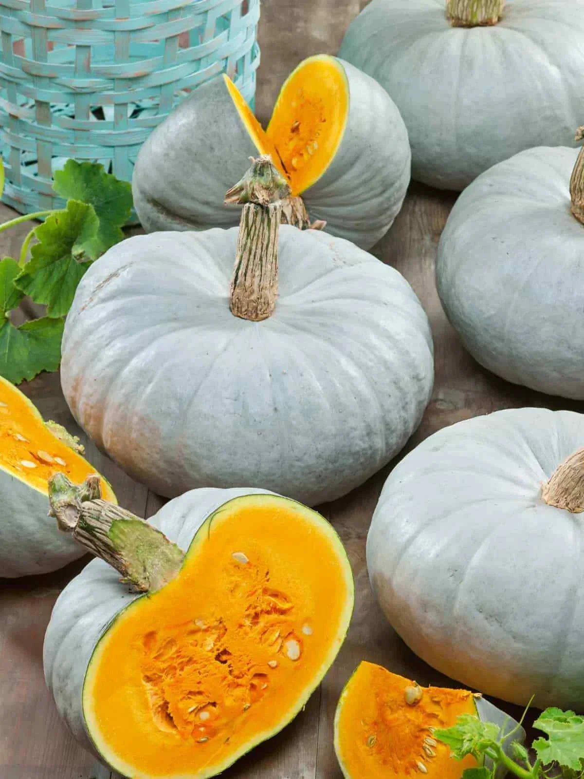 Blue Prince Pumpkin Seeds - Non-GMO Cucurbita pepo for Planting, Large Vining Pumpkins, Garden, 25 Seeds