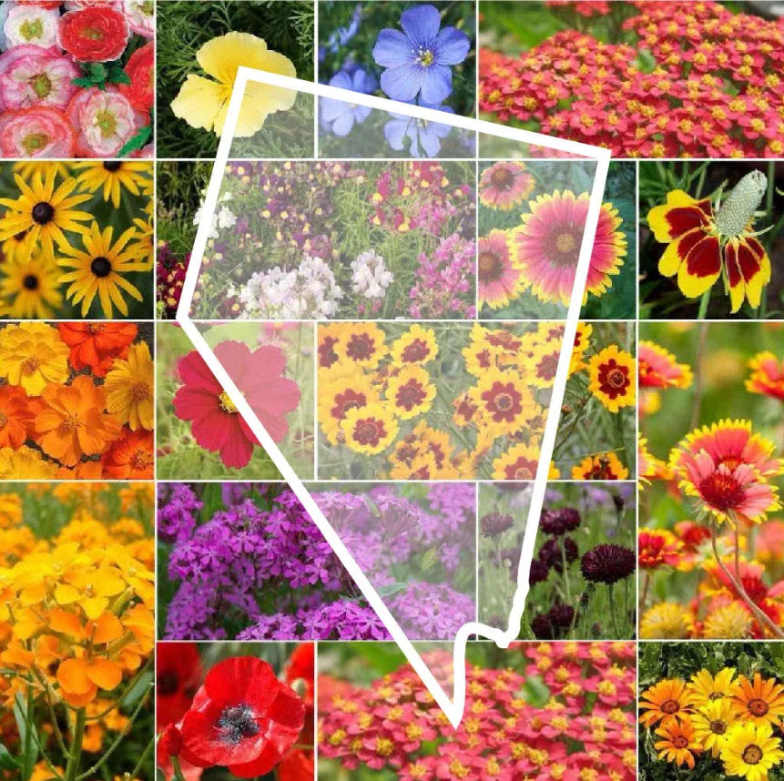 Nevada Wildflower Seed Mix - Native Perennials & Annuals - Non-GMO 1000 Seeds for Wildflower Gardens & Landscaping