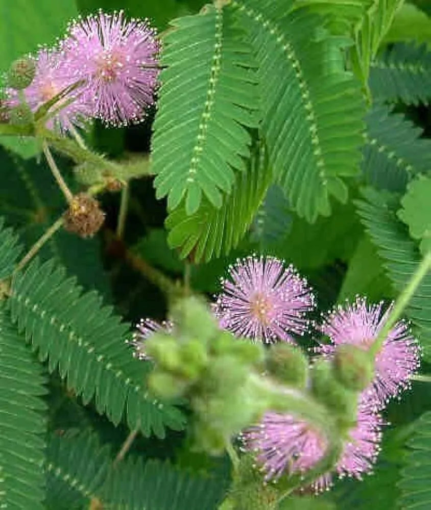 Mimosa Pudica Seeds – Touch Me Not Plant, Pink Flowers, Interactive, 50 Count, Indoor & Outdoor Gardening