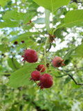 Serviceberry Seeds 15 Pack | Juneberry | Florida Native Amelanchier Arborea | Edible Berries for Garden & Wildlife