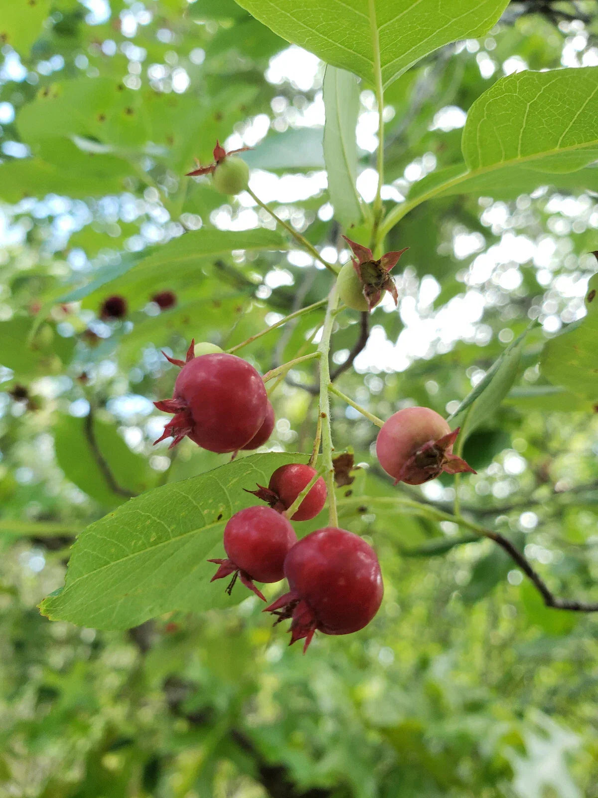 Serviceberry Seeds 15 Pack | Juneberry | Florida Native Amelanchier Arborea | Edible Berries for Garden & Wildlife