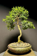 Mame Bonsai Tree 9” Kingsville Boxwood Buxus microphylla var. japonica in Japanese Pot