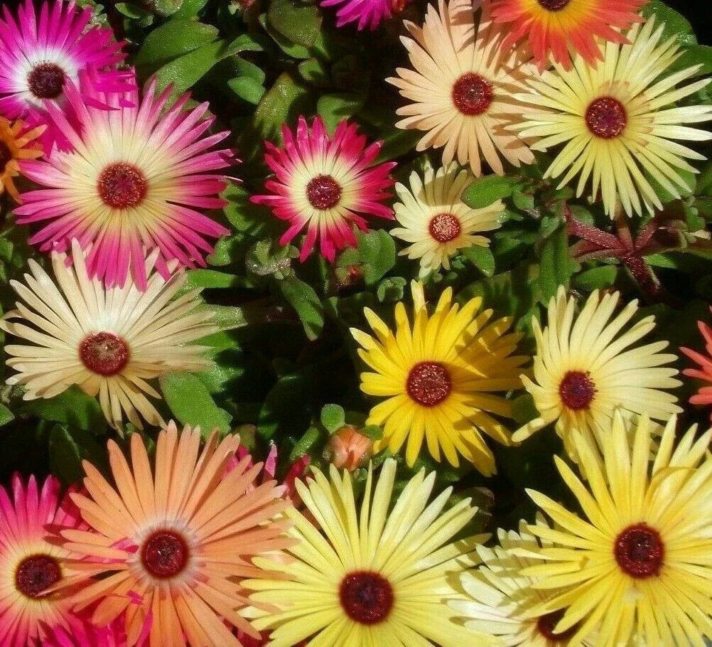 Ice Plant Flower Seeds - Over 2000 Mixed Colors, Livingstone Daisy Seeds, Delosperma spp., Annual Ground Cover, Full Sun