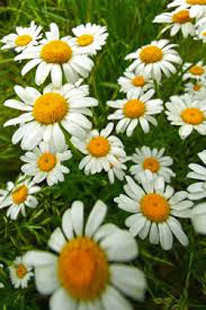 German Chamomile Seeds - Heirloom, NON-GMO, Matricaria chamomilla, 100+ Seeds, Annual, Full Sun, Easy to Grow
