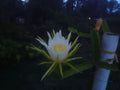 Unrooted Dragon Fruit Cutting 8-10" Hylocereus undatus, Exotic Tropical Cactus for Gardening & Propagation