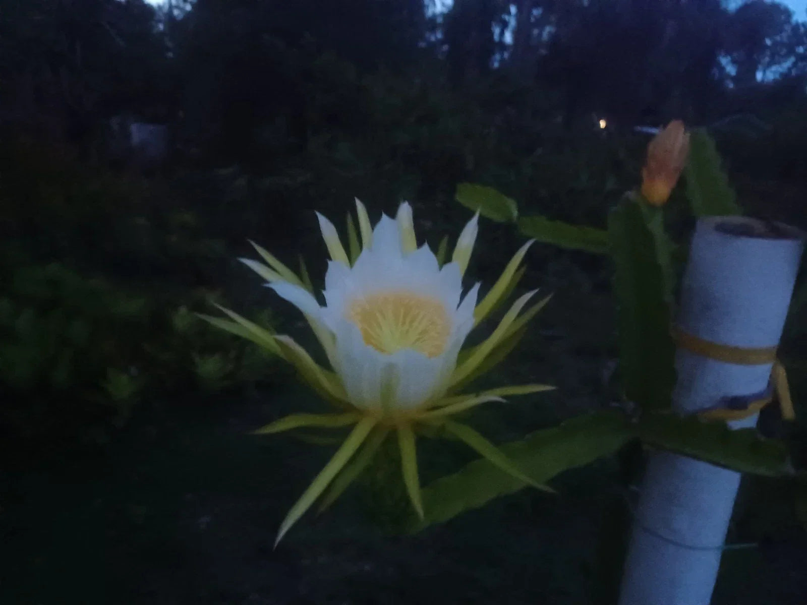 Unrooted Dragon Fruit Cutting 8-10" Hylocereus undatus, Exotic Tropical Cactus for Gardening & Propagation