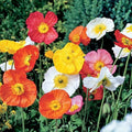 Organic Poppy Seeds Mix - 200 Non-GMO Heirloom Flower Seeds for Garden Planting - Papaver spp.