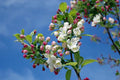 Pink Lady Apple Tree - 6ft Live Fruit Tree for Outdoor Garden - Malus domestica 'Pink Lady'