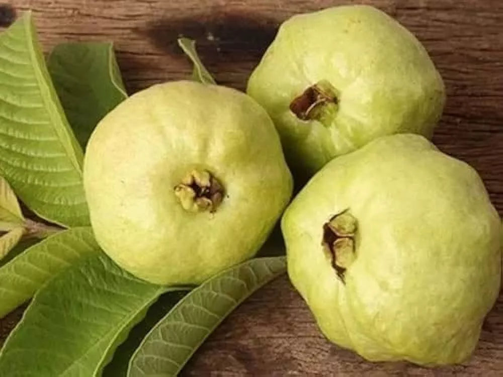 Detwiler Guava Seeds Pack of 50+ | Psidium guajava Fruit Tree for Garden Planting | Tropical Fruit Seeds