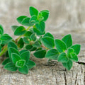 Oregano Live Herb Plants Set of 2 | 4-Inch Bare Root Perennial | Aromatic Origanum for Culinary Use