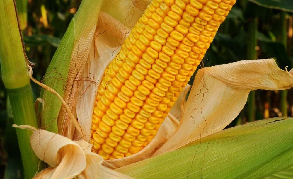 Yellow Dent Corn Seeds - 100 Seeds, Non-GMO, USA Grown, Zea mays, for Home Gardening, Canning, Grilling