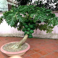 Dwarf Solo Waimanalo Papaya Fruit Tree Seeds – Carica Papaya – Fast Growing Indoor/Outdoor Plant Seeds
