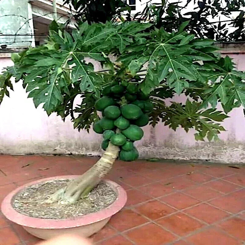 Dwarf Solo Waimanalo Papaya Fruit Tree Seeds – Carica Papaya – Fast Growing Indoor/Outdoor Plant Seeds