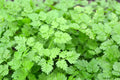 Chervil Seeds 500+ Gourmet Plain Leaf Herb, French Parsley, Anthriscus cerefolium, Culinary Herb Seed Packet