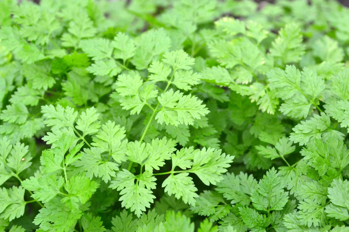 Chervil Seeds 500+ Gourmet Plain Leaf Herb, French Parsley, Anthriscus cerefolium, Culinary Herb Seed Packet