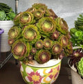 Aeonium Halloween Cuttings - Olive Green with Mahogany Variegation - Madeira Rose Succulent