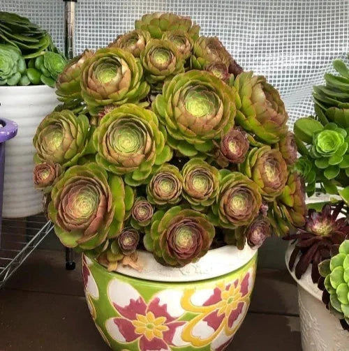 Aeonium Halloween Cuttings - Olive Green with Mahogany Variegation - Madeira Rose Succulent