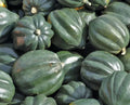 Acorn Squash Seeds - Table King Bush Winter Squash Cucurbita pepo Vegetable Garden Seeds for Culinary Use