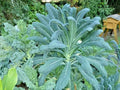 Organic Dinosaur Kale Seeds - Lacinato Variety for Spring & Fall Garden, Patio, Container, Brassica oleracea