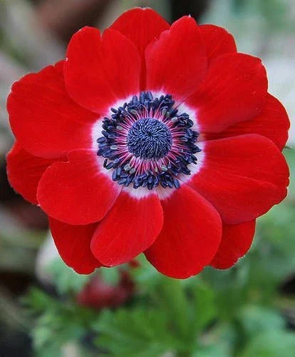 Anemone Red Poppy Hollandia Seeds – Vibrant Papaver rhoeas Annual Flower Seeds for Garden, Landscape & Pollinator Attraction