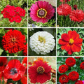 Wildflower Seed Mix 1000 Seeds Big Red Heirloom Flowers for Hummingbirds & Bees, Non-GMO, Native Pollinator Garden