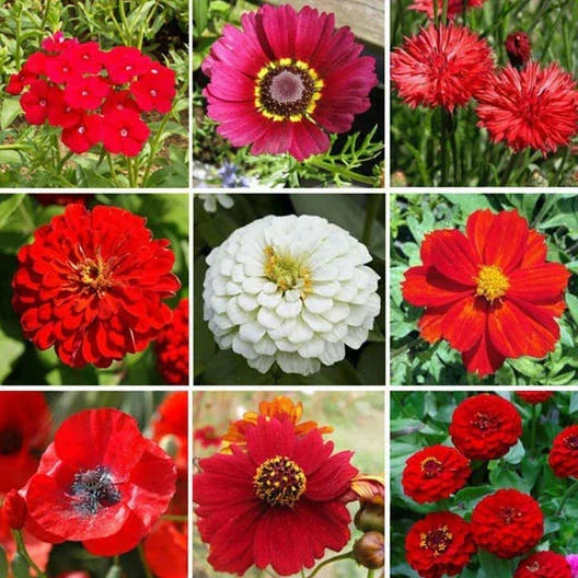 Wildflower Seed Mix 1000 Seeds Big Red Heirloom Flowers for Hummingbirds & Bees, Non-GMO, Native Pollinator Garden
