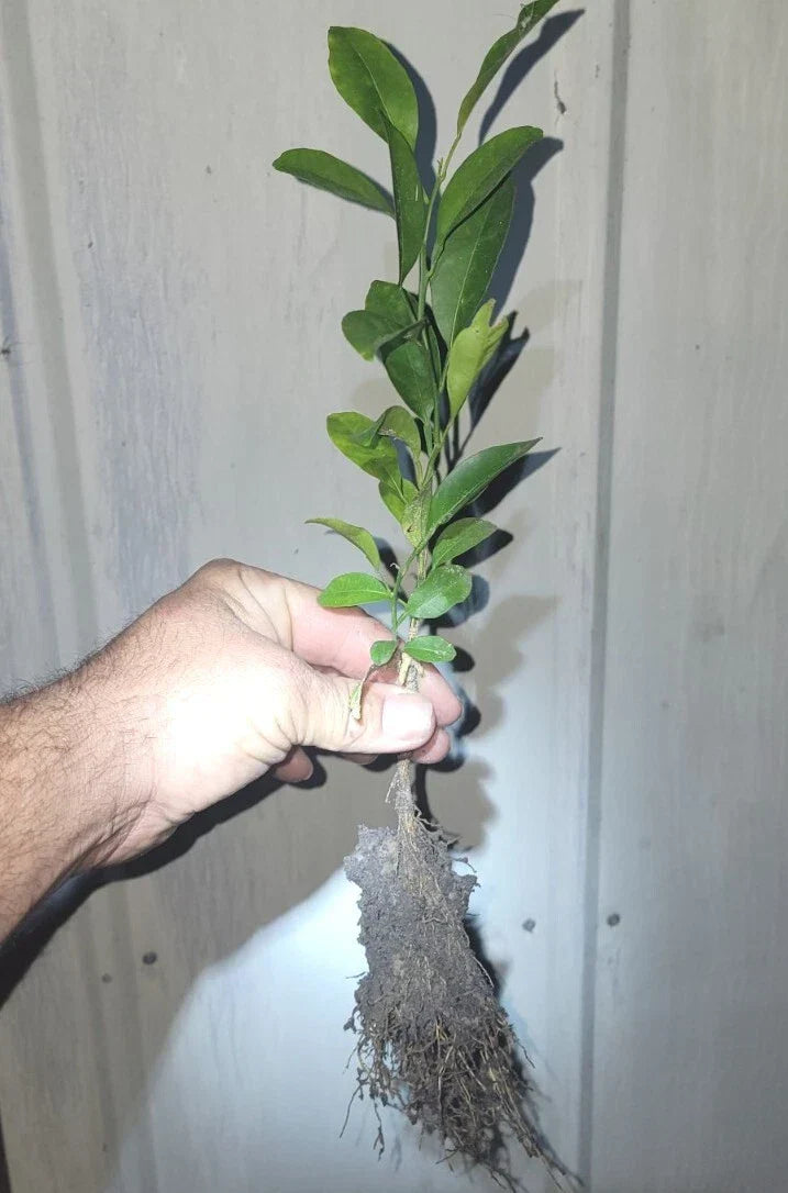 Organic Satsuma Orange Tree Seedlings – Citrus reticulata – Juicy, Sweet, Non-GMO, Easy to Grow for Home Gardens & Containers