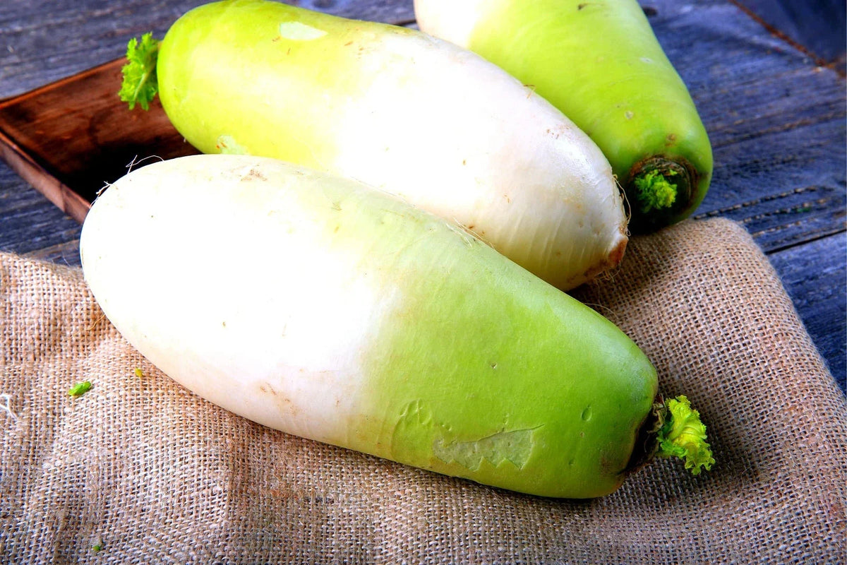 Korean Radish Seeds - 100+ Seeds - Raphanus sativus var. longipinnatus - Garden Vegetable for Salad & Pickling