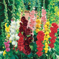 Hollyhock Seeds Mix - Organic Summer Carnival Alcea rosea Flower Seeds for Borders & Cut Flowers
