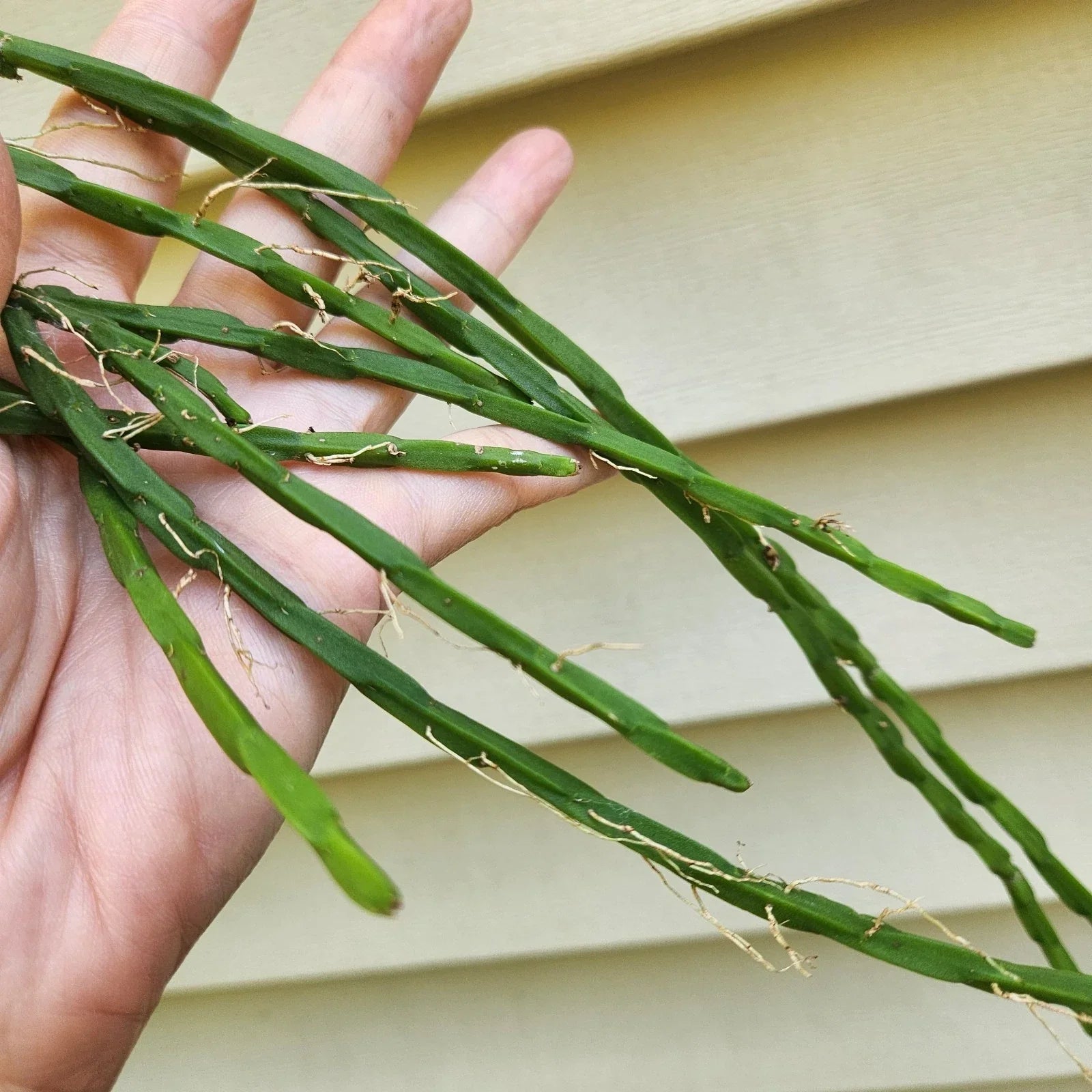 Rhipsalis Paradoxa Minor Cuttings - 3 Pieces, Trailing Indoor Succulent Plant, 6 Inches, Tropical Cactus for Hanging Pots
