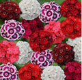 Sweet William Seeds - 200+ Mixed Color Dianthus barbatus Flower Seeds for Borders & Cuttings