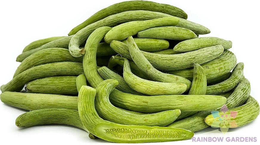 Viper Cucumber Seeds – 25+ Pack for Garden Planting, Cucumis sativus, Non-GMO, USA Grown, Perfect for Salads & Pickling