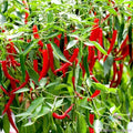 Skyline Red Hot Pepper Seeds - 25+ Capsicum annuum for Garden, Container, Spicy Red Peppers, USA