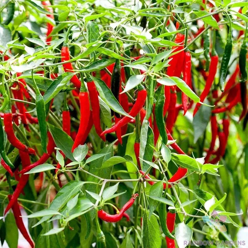 Skyline Red Hot Pepper Seeds - 25+ Capsicum annuum for Garden, Container, Spicy Red Peppers, USA