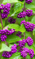 American Beauty Berry Bush Seedling - 6"+ Callicarpa americana Live Plant with Purple Berries for Garden, Wildlife, and Landscape