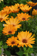 Yellow Cape Daisy Seeds - 200+ Osteospermum ecklonis Perennial Garden Seeds for Borders & Containers